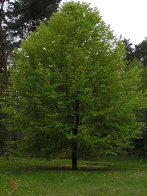 1. Mai 2004