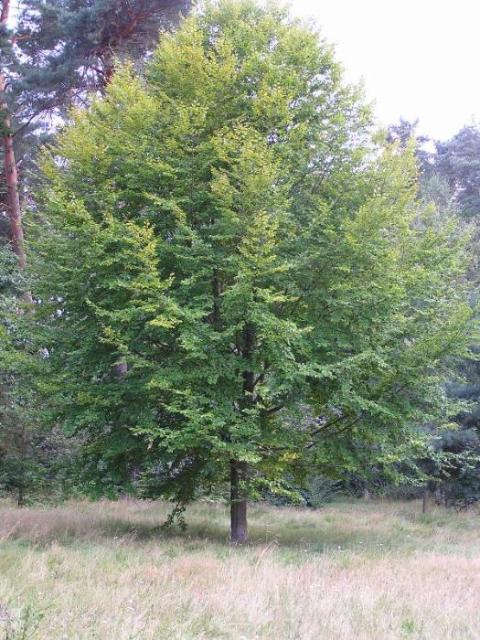 7. August 2004