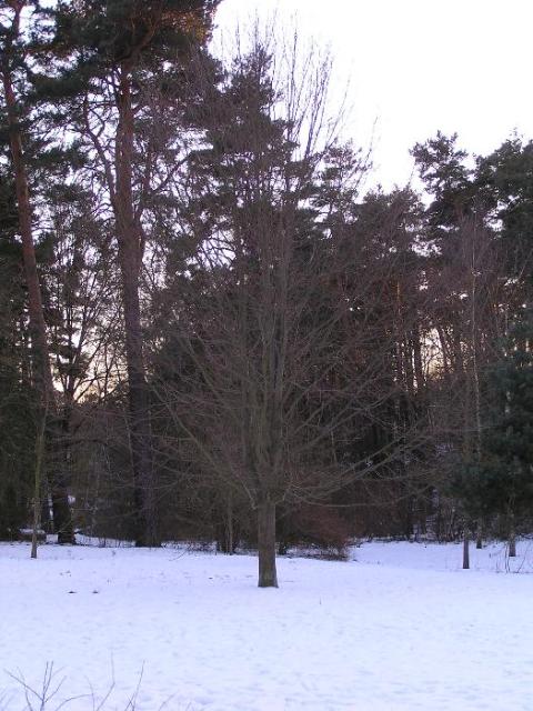 19. Februar 2005