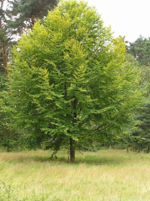 24. Juli 2004