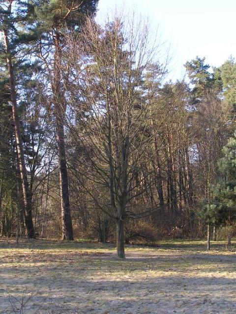 5. März 2005