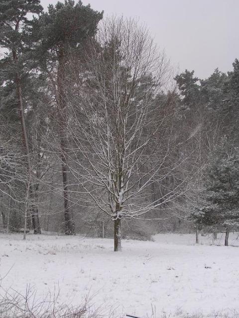 8. Januar 2005